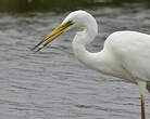 Grande Aigrette