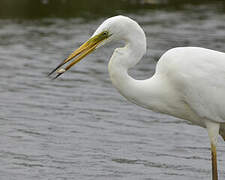 Grande Aigrette