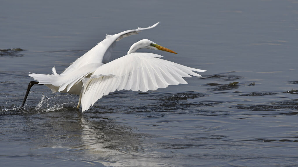 Great Egretadult, fishing/hunting