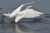 Grande Aigrette