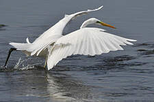 Grande Aigrette