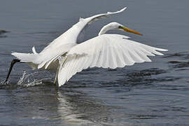 Grande Aigrette