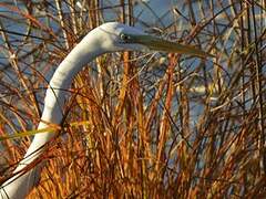 Great Egret