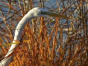 Grande Aigrette