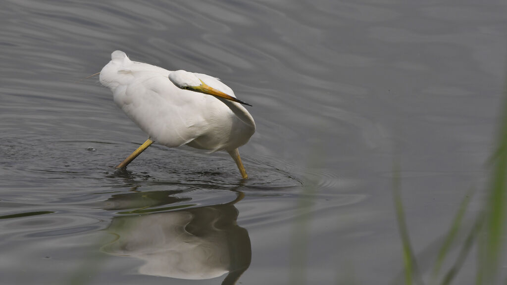 Great Egretadult, fishing/hunting