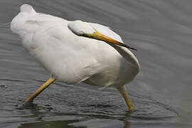 Grande Aigrette