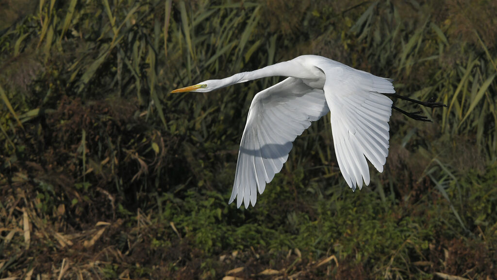 Great Egretadult, Flight