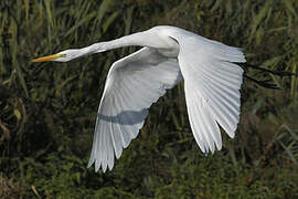 Grande Aigrette