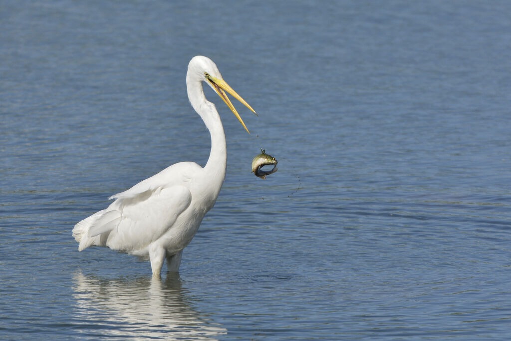 Great Egretadult post breeding, fishing/hunting