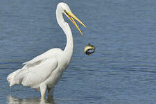 Grande Aigrette