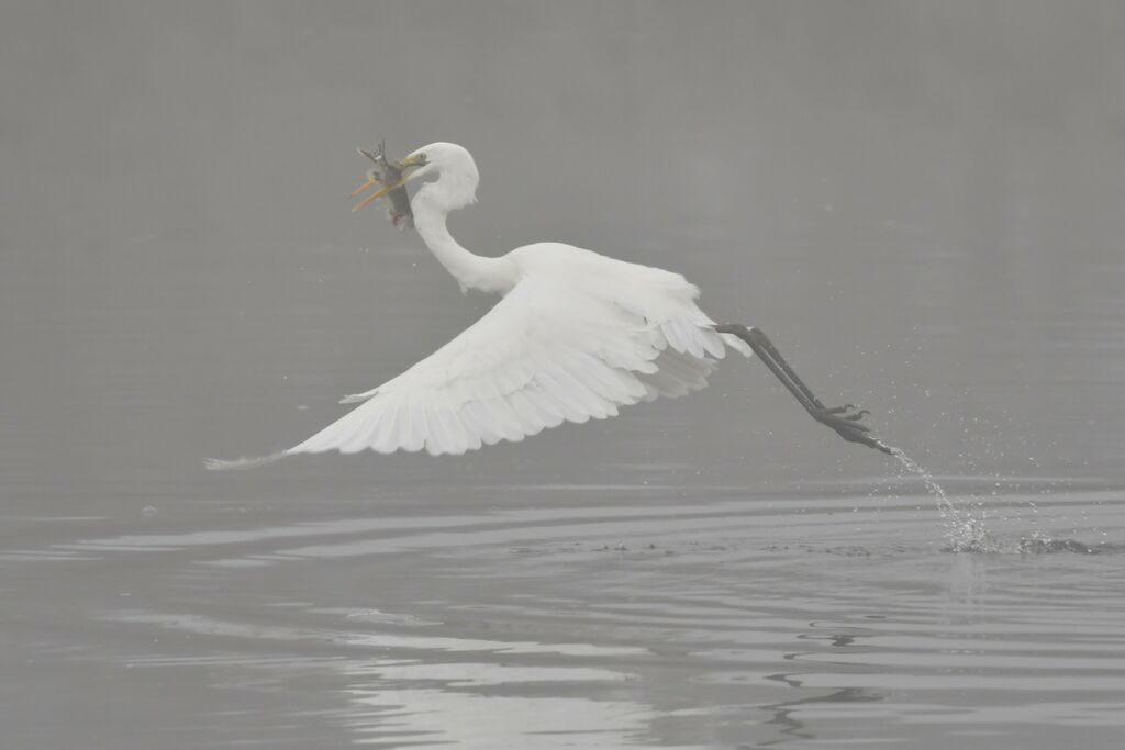 Great Egretadult, fishing/hunting