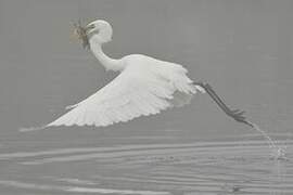 Grande Aigrette