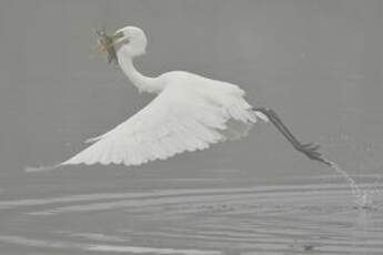 Grande Aigrette