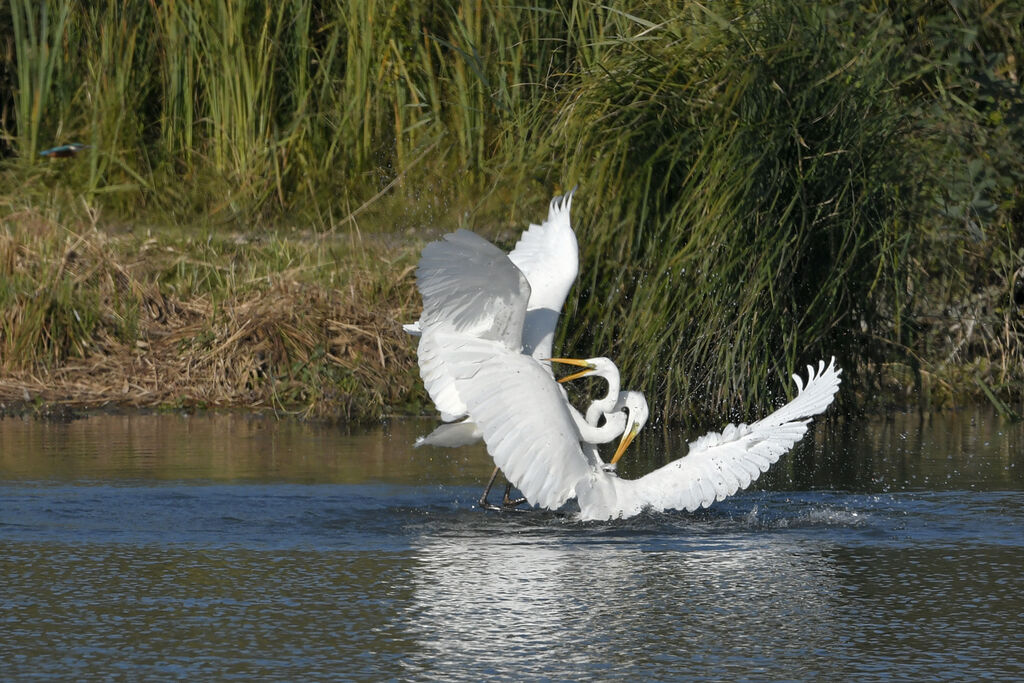 Great Egretadult post breeding, Behaviour