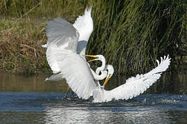 Grande Aigrette