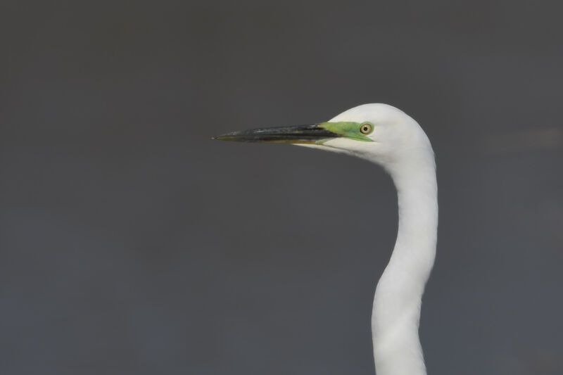 Great Egretadult breeding, close-up portrait