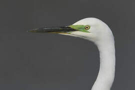 Grande Aigrette