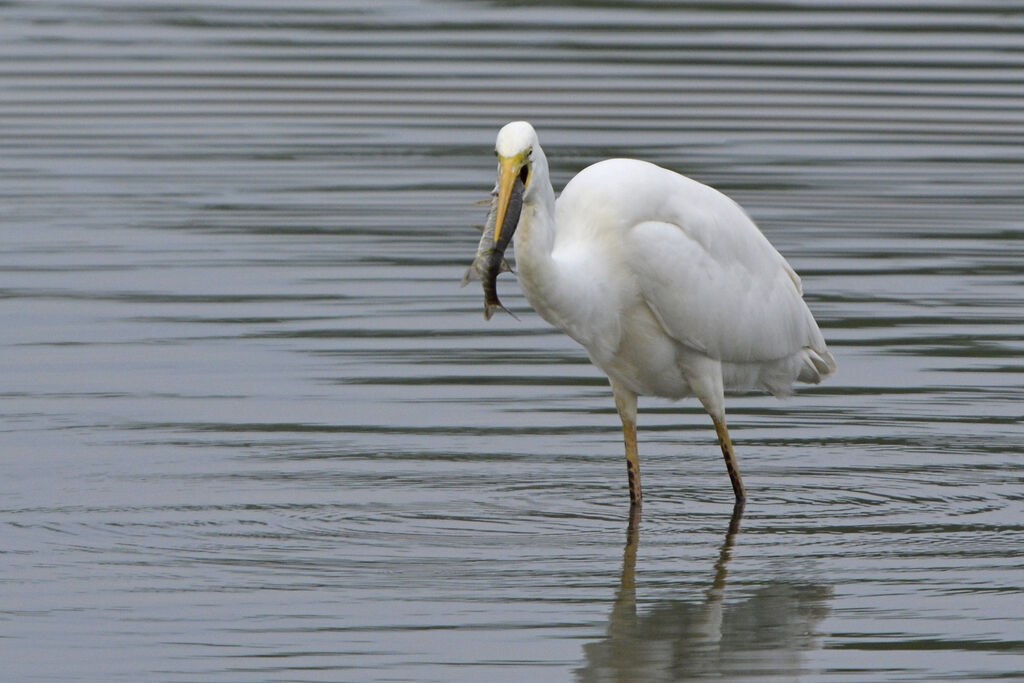 Great Egret, feeding habits