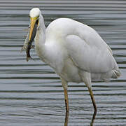 Grande Aigrette