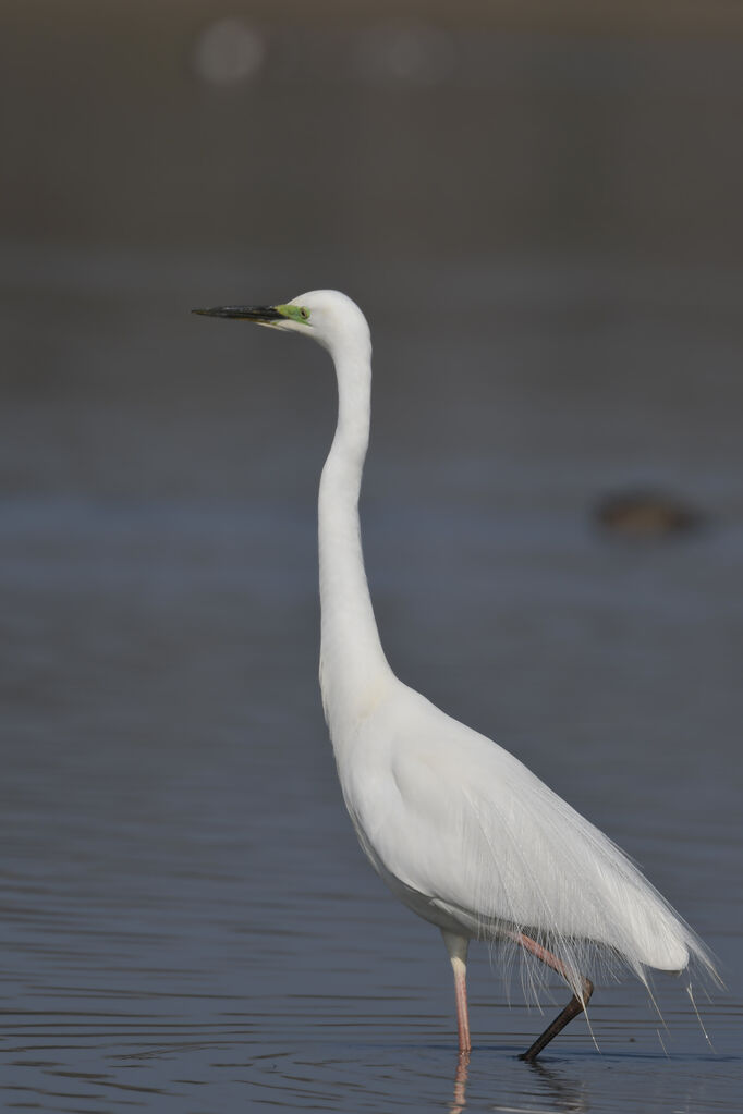 Great Egretadult breeding, identification