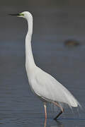 Grande Aigrette