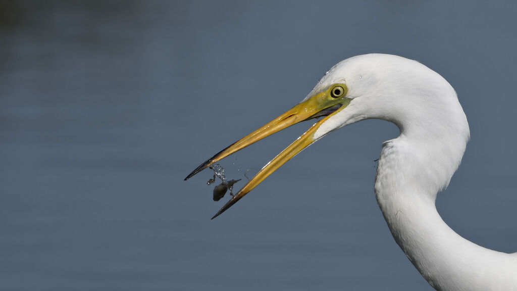 Great Egretadult transition, close-up portrait, fishing/hunting