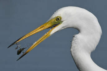 Grande Aigrette