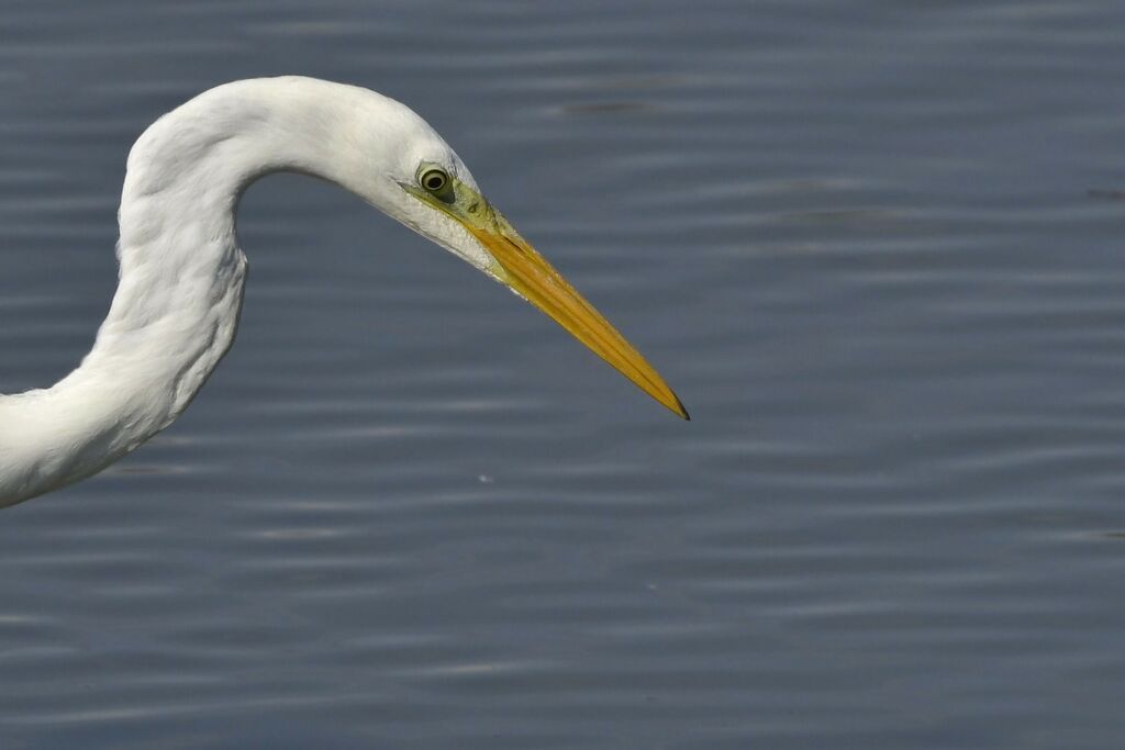 Grande Aigrette