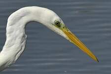 Grande Aigrette