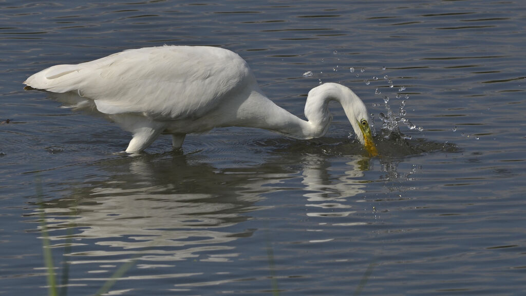 Grande Aigrette, Comportement