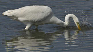 Grande Aigrette