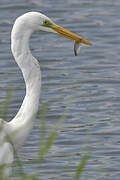 Grande Aigrette