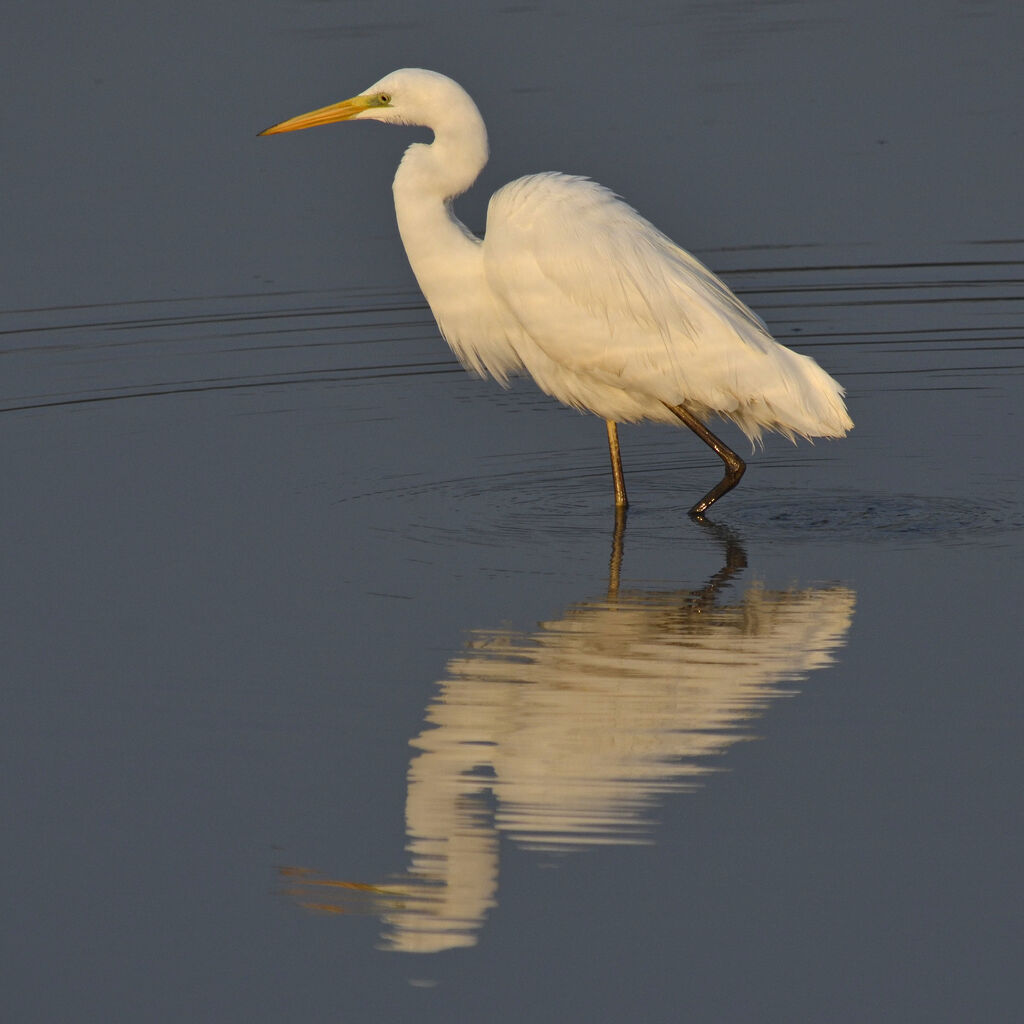 Grande Aigrette