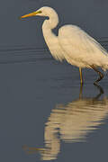 Grande Aigrette