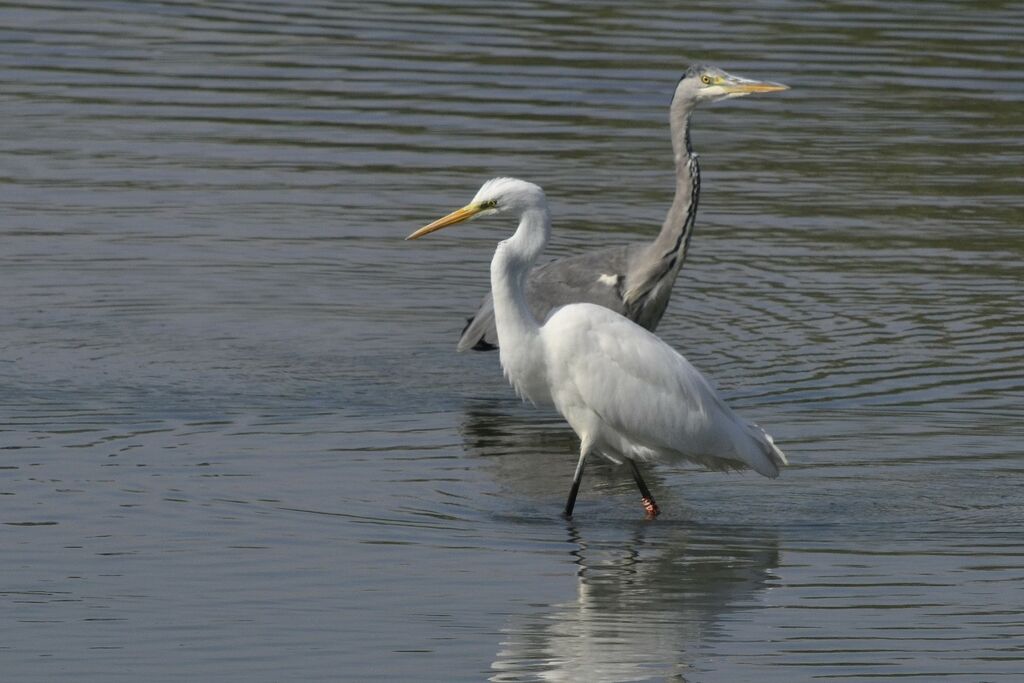 Grande Aigrette