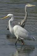 Grande Aigrette