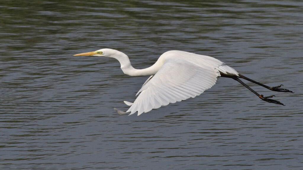 Great Egret, Flight