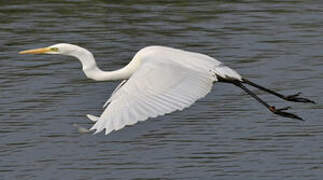 Great Egret