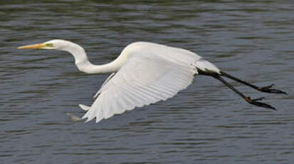 Grande Aigrette