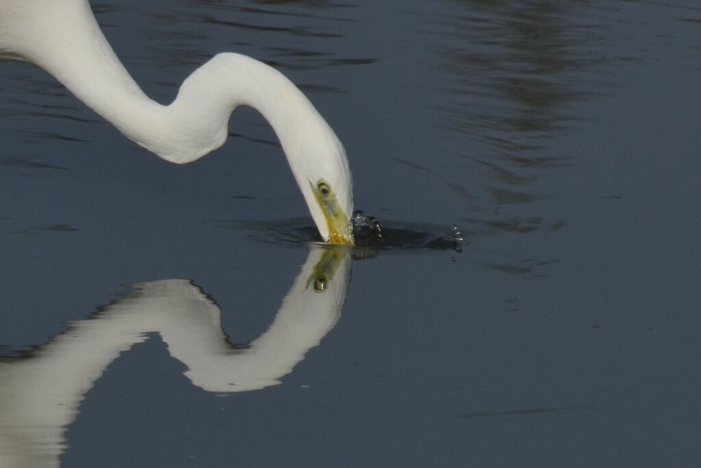 Grande Aigrette