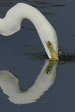 Grande Aigrette