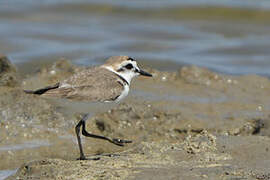 Kentish Plover