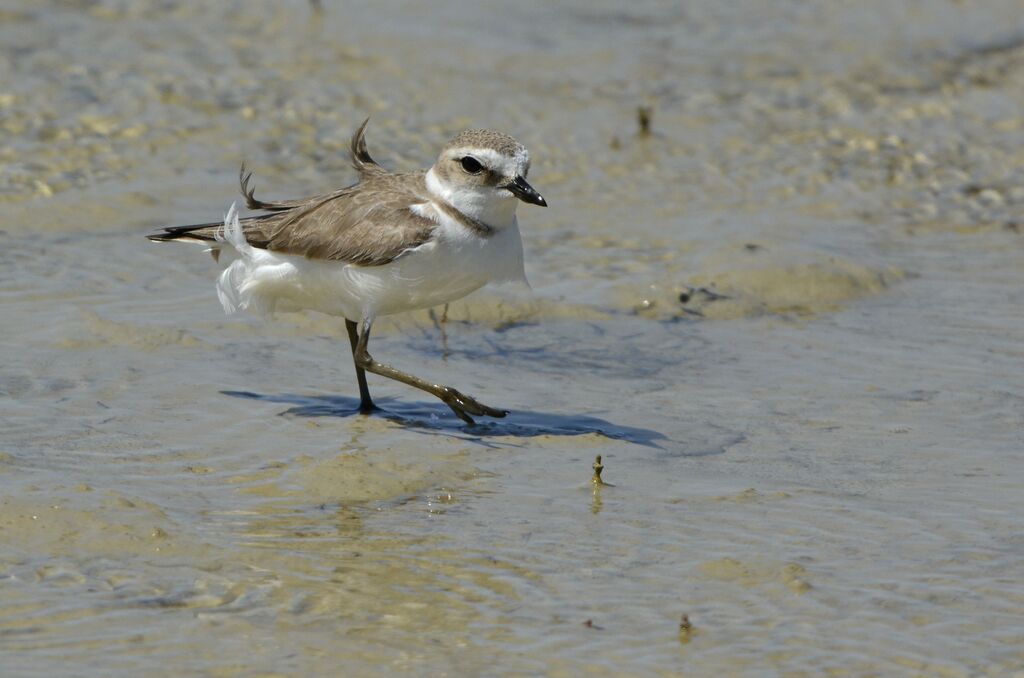 Kentish Plover, identification