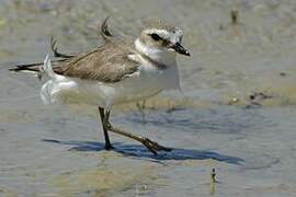 Kentish Plover