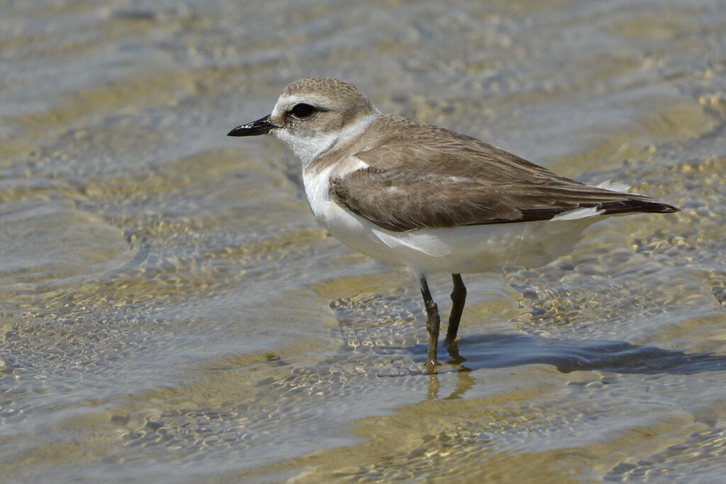 Kentish Plover female adult, identification