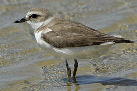 Kentish Plover