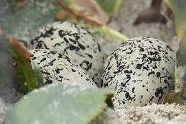 Kentish Plover