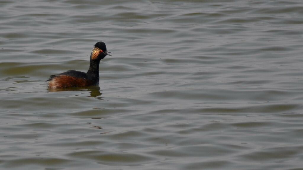 Black-necked Grebeadult breeding, identification