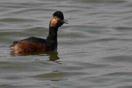 Black-necked Grebe