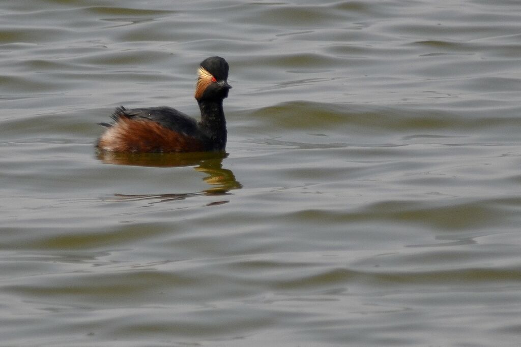 Black-necked Grebeadult breeding, identification